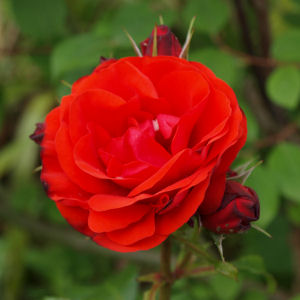 Alison Allan - Singer for all occasions